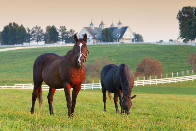 Horses in field